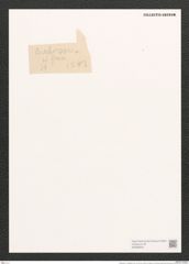 Brebissonia ? weissflogii Grun. (de-Toni-Nr.: Genus 24, Species 1243) Zeichnungen Sammlung Grunow (NHMW-BOT-W0369522)